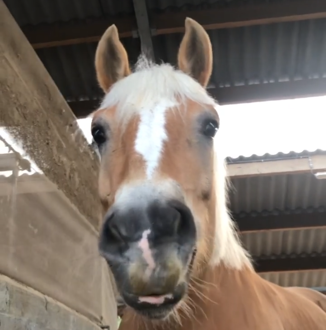 Manou houdt van knuffelen